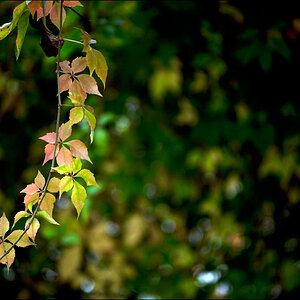 HerbstDSC 7245