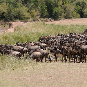 1MasaiMara6 DSC 5485