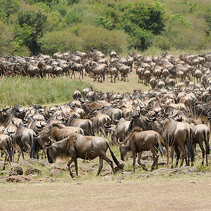 3MasaiMara6 DSC 5488