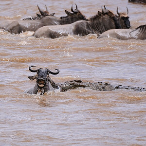 5MasaiMara6 DSC 5503