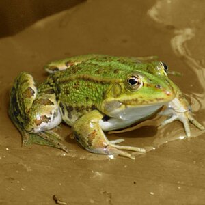 Frosch