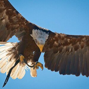 Adler