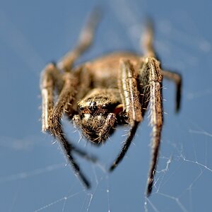 Spinne