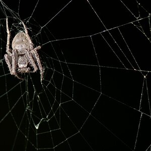 Spinne 2