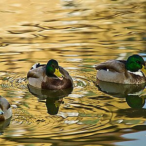 enten
