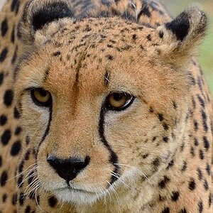 Gepard