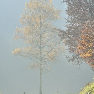 Nebelstimmung
