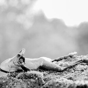 Herbst und Tod