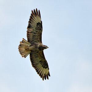 DSC 7210 Bussard 1000