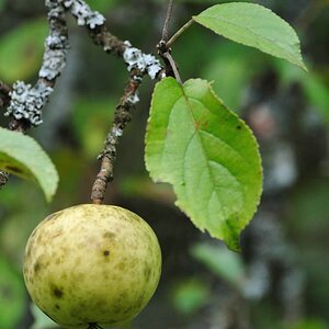 Weißer Trierer Weinapfel