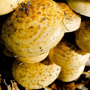 Pilz2