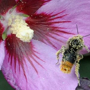 Biene mit Nektar