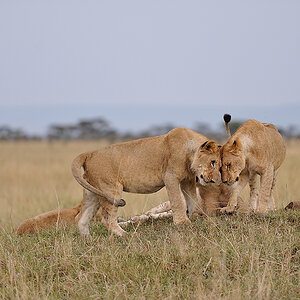 MasaiMara4 DSC 2424