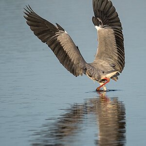 20120527 2611 [NIKON D4] 850 mm,1 1000 Sek. bei ƒ   6,3