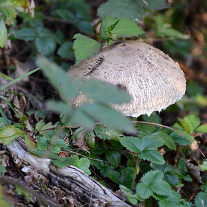 Pilz30.09.12