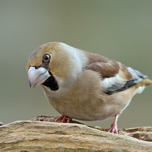 Kernbeisser