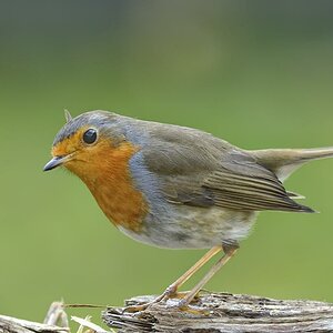 Rotkehlchen