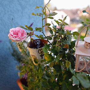 rose
