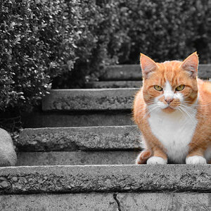 Gimli auf der Treppe