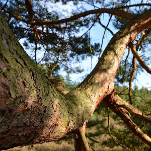 Der "Lieblings"-baum