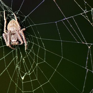 Spinne 2b