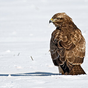 Bussard