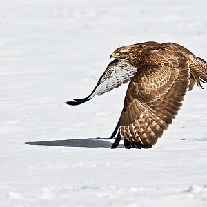 Bussard