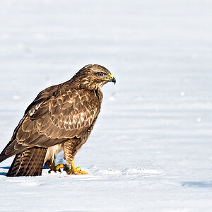 Bussard
