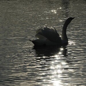 Schwan