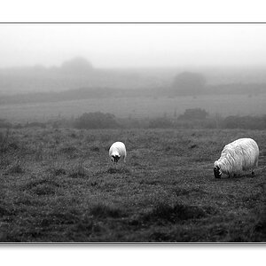 bodmin moor