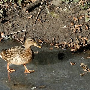 ente