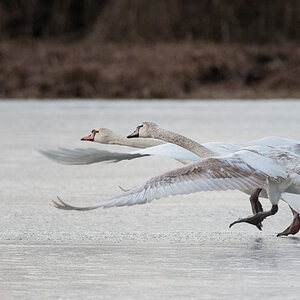 Schwanentanz DSC 5383 Januar 24, 2009 006