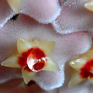 Wachsblume