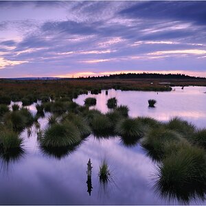 Abendstimmung im Moor