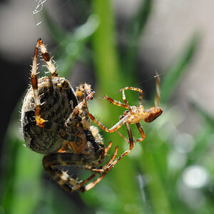 Eines meiner ersten Macrofotos.
Gartenkreuzspinnen Weibchen und Mänchen.
Stativaufnahme mit D5000 und Nikkor Micro DX 85 3.5