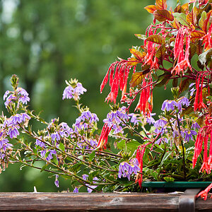 12 Blumenpracht