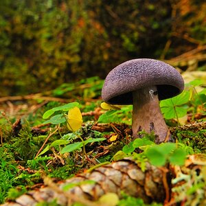 Dunkelvioletter Schleierling
Cortinarius violaceus
DSC 6225 web