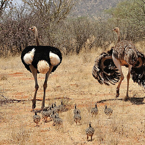 Samburu2 DSC 1634