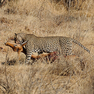 Samburu2 DSC 0740