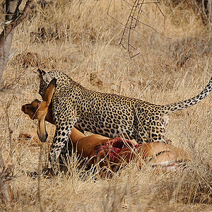 Samburu2 DSC 0773