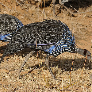 2Samburu2 DSC 1289