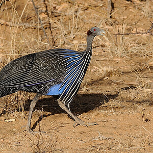 3Samburu2 DSC 1272