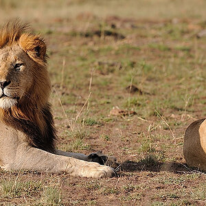 MasaiMara5 DSC 2919