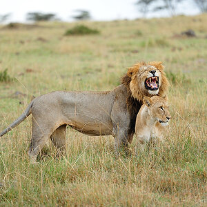 MasaiMara5 DSC 2984