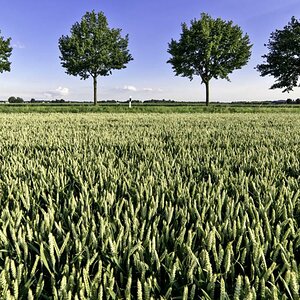 Grünes Feld mit Bäumen klein