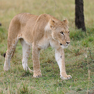 MasaiMara5 DSC 2995