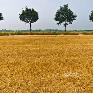 Goldenes Feld mit Bäumen klein