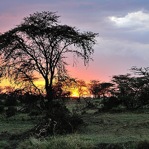 MasaiMara5 DSC 3070