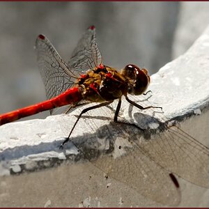 Libelle II