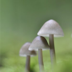 Pilzgrüppchen